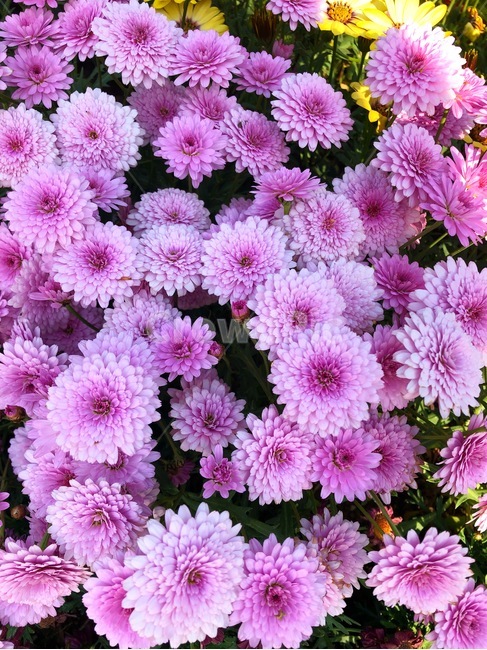 꽃,식물,자연,아름다운,flower,nature,colorful,plant,pink,분홍색