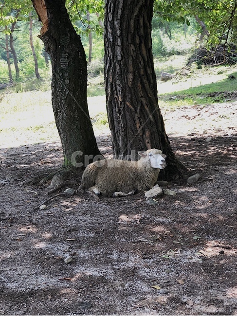 양,동물,쉼터,sheep,자연