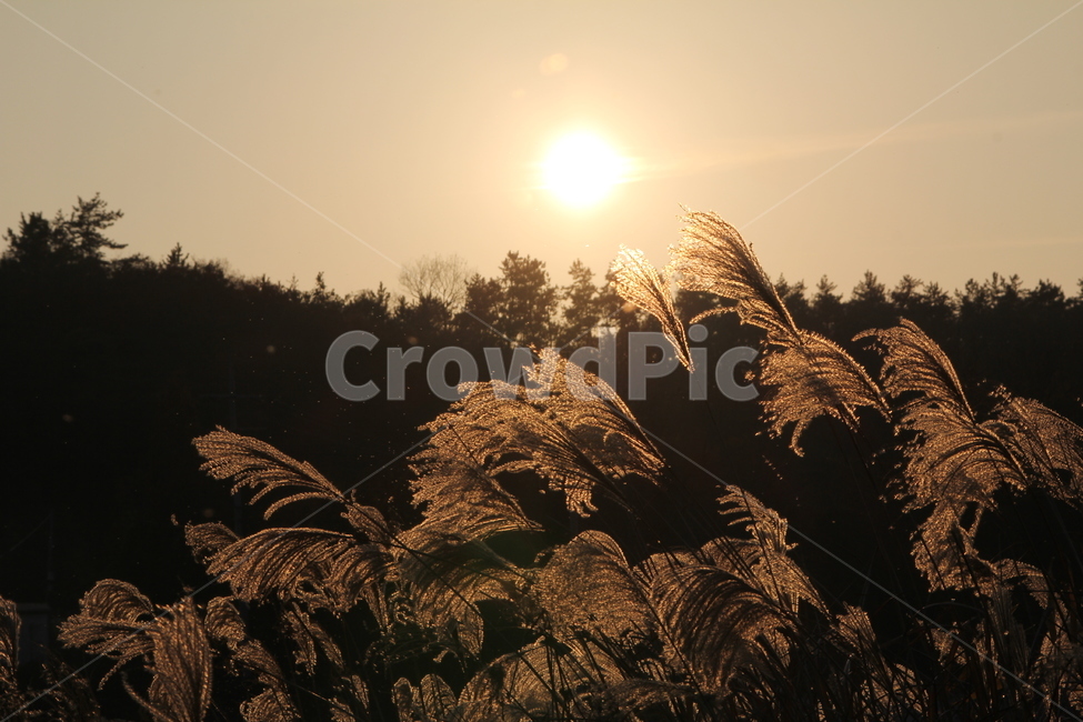 갈대,갈대명소,풍경,노을,억새,해질녁,도암리,가을,계절,fall,autumn,season,자연,풍경,nature,landscape,plant,식물,grass,잔디,lawn