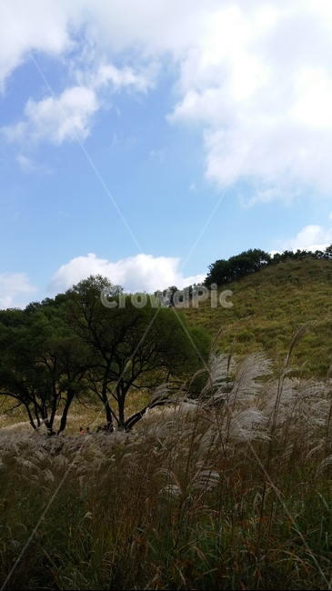 가을하늘,억새길,가을바람,가을소풍,자연,outdoors,들,nature,가을,계절,fall,autumn,season,자연,풍경,nature,landscape,옥외,grassland,목초지,field