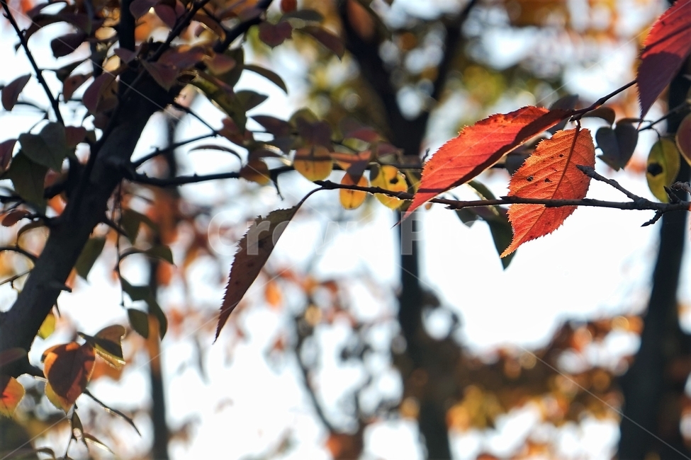 가을,단풍,잎,나무,자연,역광,늦가을,autumn,fall,nature,backlight,leaves,brown,red,sky,가을,계절,fall,autumn,season,leaf,plant,식물,tree