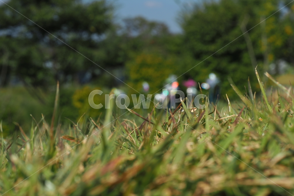 풀,grass,풀밭,자연,잔디,식물,자연,plants,nature
