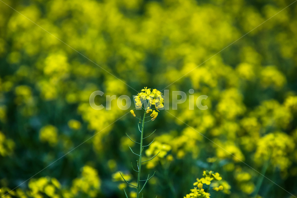 유채,유채꽃,유채꽃밭,꽃,flower,봄,계절,spring,season,식물,자연,plants,nature,꽃,flower,blossom,plant