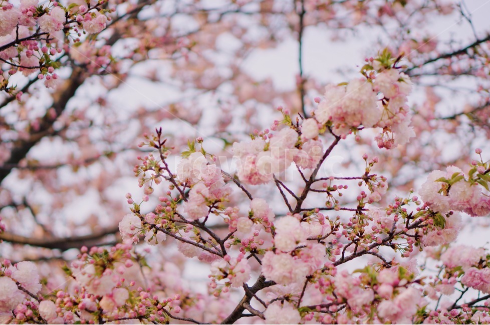 봄,벚꽃,체리블라썸,사쿠라,감성사진,spring,flower,nature,season,꽃핑크,봄꽃,cherryblossomes,자연,벚꽃나무,식물,계절,핑크,벚나무,개화,봄,계절,spring,season,식물,자연,plants,nature,꽃,flower,감성,sensible,feeling,plant,blossom