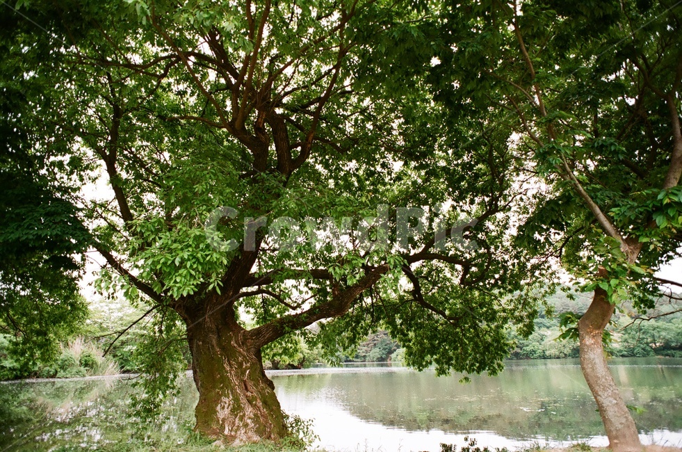 연못,녹음,여름,필름카메라,필름사진,밀양,여름,계절,summer,season,자연,풍경,nature,landscape,식물,plants,나무,trees,wood,tree,plant,tree trunk,나무 줄기