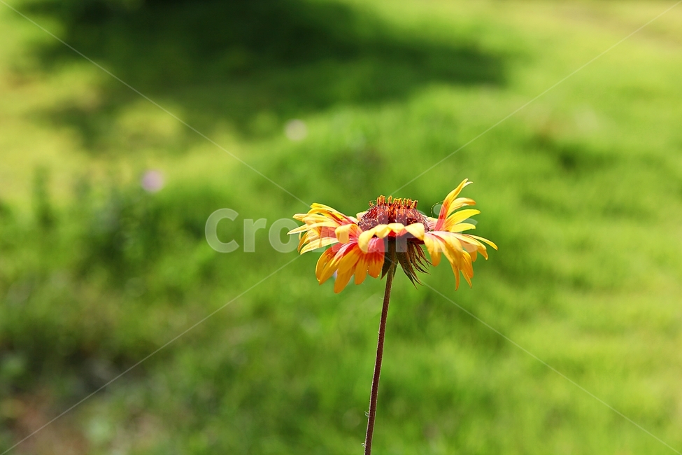 인디언국화,국화,꽃,식물,공원,식물,자연,plants,nature,꽃,flower