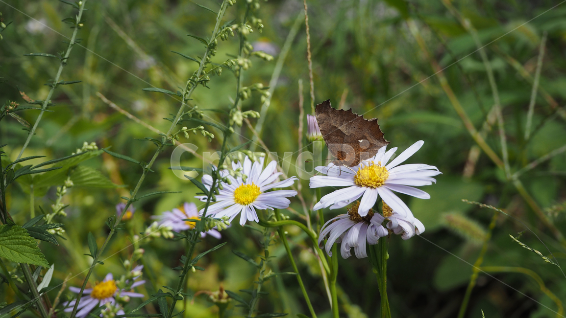야생화,꽃,식물,자연,옥외,데이지,daisy,wildflower,flower,plant,outdoors,nature,blossom,식물,자연,plants,nature,꽃,flower