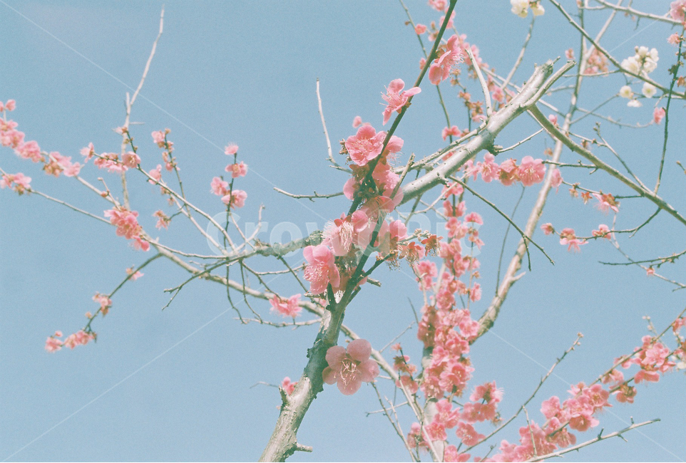 홍매,매화,봄꽃,매화축제,필름사진,원동매화마을,매화사진,감성사진,아날로그사진,아날로그감성,홍매화,봄하늘,봄,계절,spring,season,식물,자연,plants,nature,꽃,flower,감성,sensible,feeling,plant,blossom