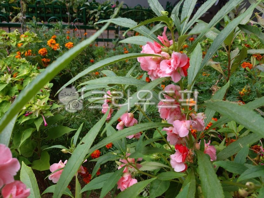 봉선화,봉숭아,여름꽃,꽃,flower,blossom,봉선화꽃,봉숭아꽃,꽃밭