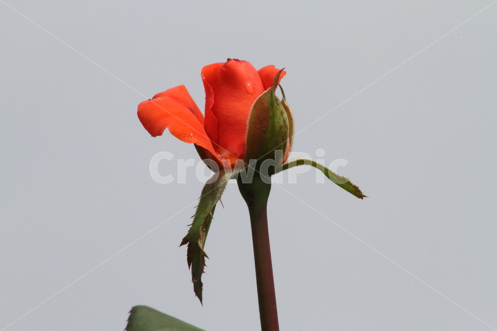 장미,꽃,식물,정원수,rose,식물,자연,plants,nature,꽃,flower