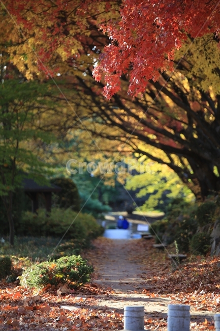 가을,가을감성,단풍,가로수길,캠퍼스,경북대학교,경북대,경대,red,yellow,autumn,fall,노랑,빨강,가을캠퍼스,가을,계절,fall,autumn,season,자연,풍경,nature,landscape,plant,식물,leaf,잎,tree,나무