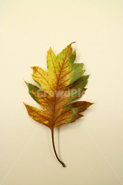 낙엽,가을,나뭇잎,잎,잎사귀,계절,식물,자연,낙엽잎,fallenleaves,deadleaves,오브젝트,누끼,가을낙엽,가을,계절,fall,autumn,season,leaf,plant,tree,나무