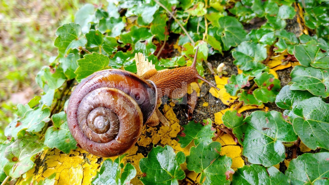 달팽이,snails,greatsnail,연체동물,escargot,caracol,salyangoz,schnecke,자웅동체,동물,animal