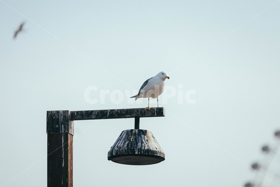 seagull,갈매기,animal,동물,bird,새