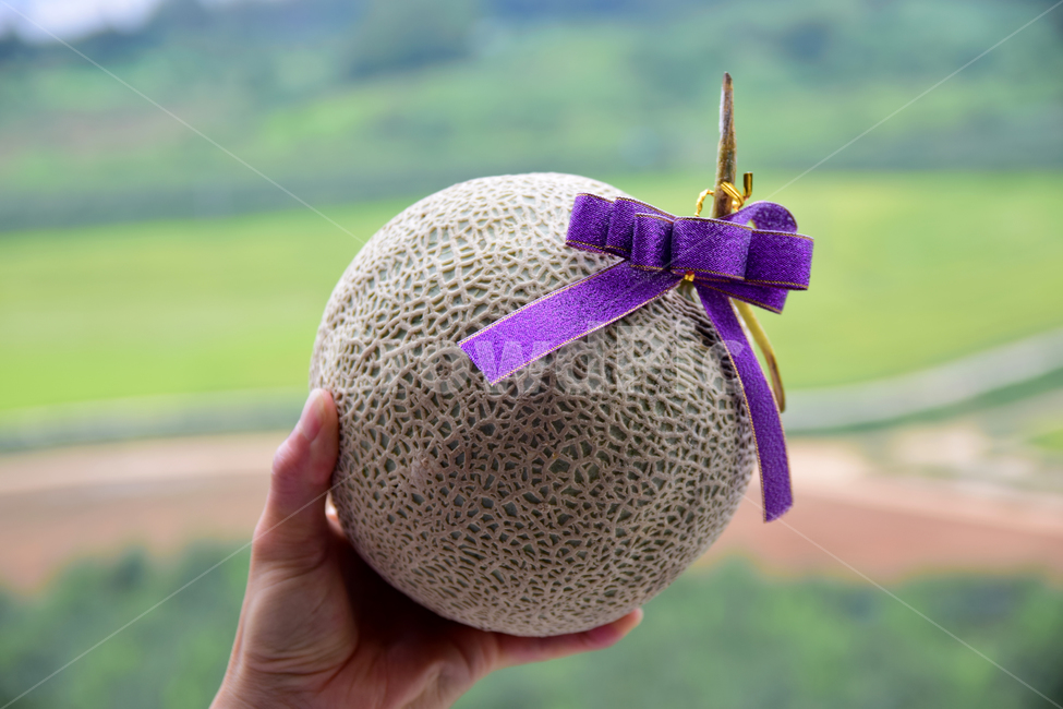 멜론,메론,과일,열대과일,식재료,리본,손,박과,열매,melon,fruit,food,hand,finger,음식,식재료,요리,food,cook,meal,dishes,food reserves,과일,열매,fruit