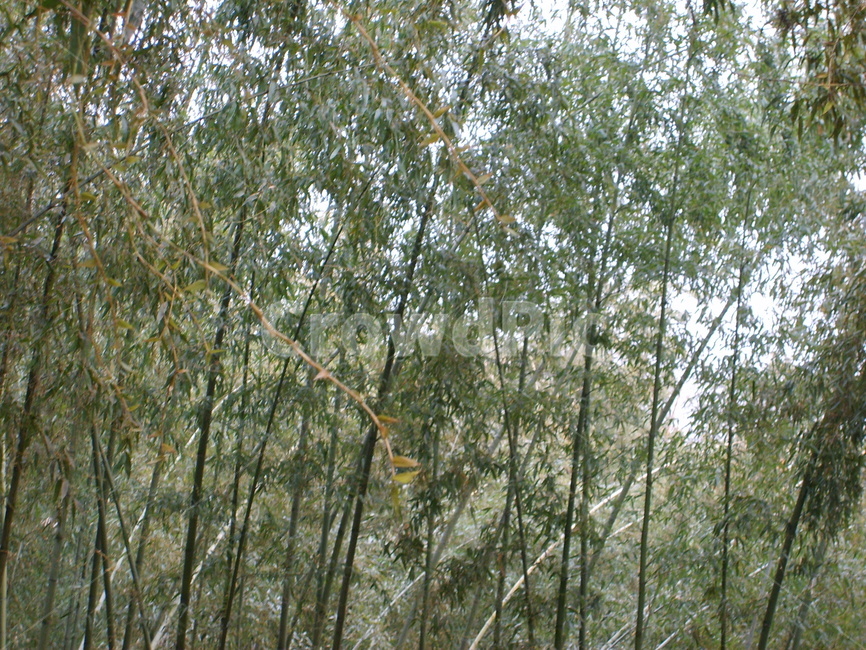 대나무,숲,시원,청량,녹색