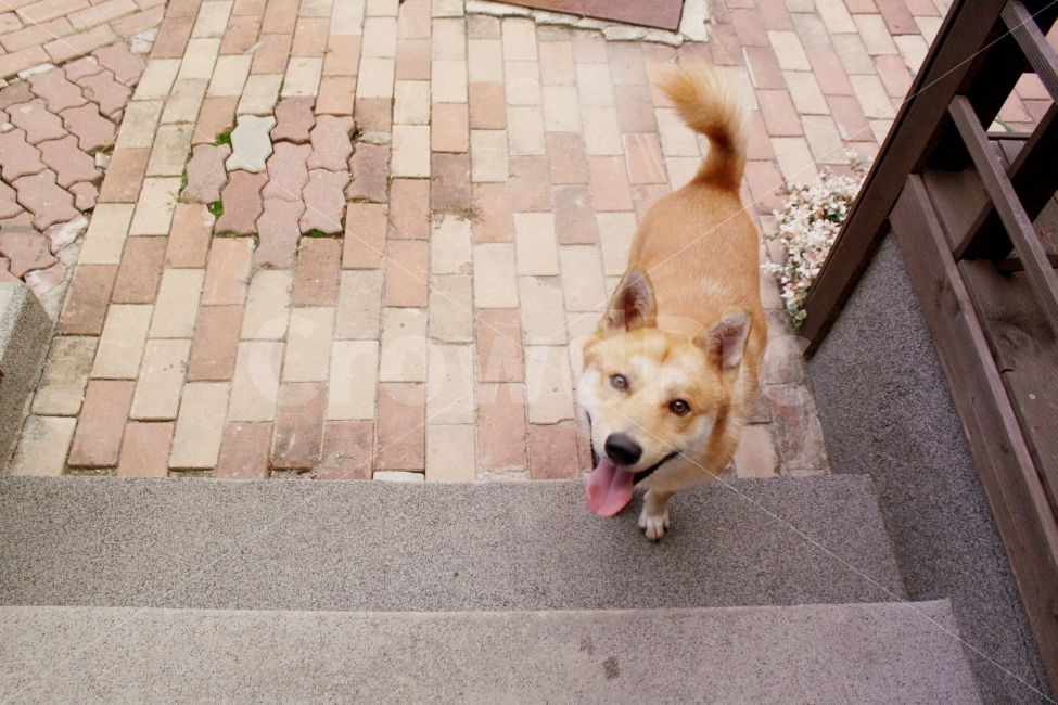 반려견,가족,진돗개,동물,강아지,동물,animal,포유류,mammal,개,강아지,dog,doggy