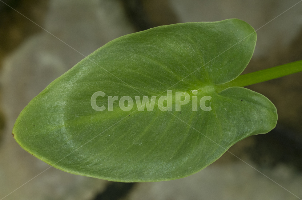 수생식물,물가,녹색,잎,식물,확대,식물,자연,plants,nature