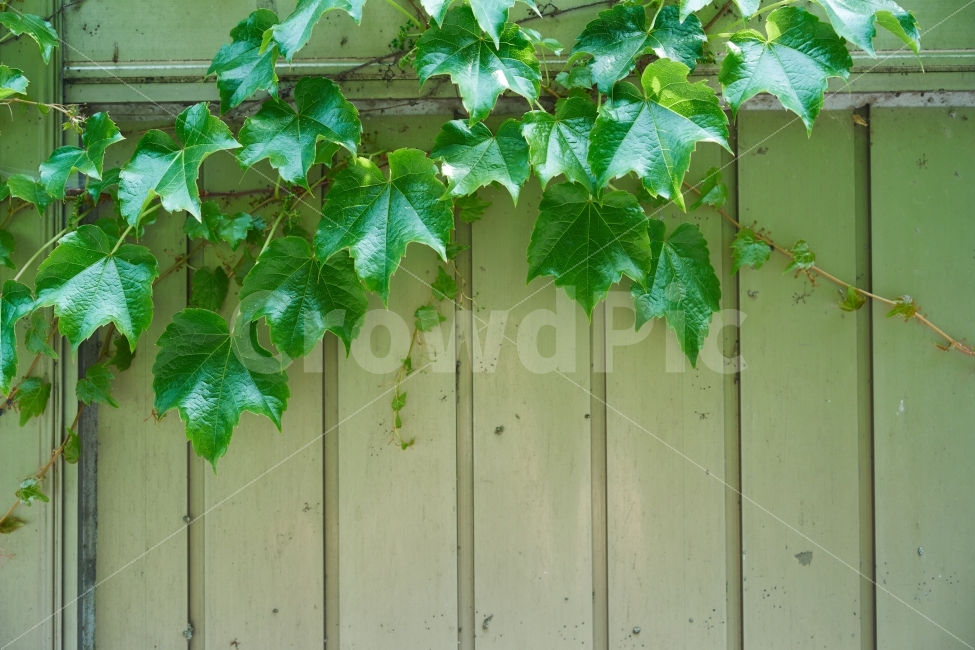담벼락,덩굴,자연,녹색,노란색,줄기,가로,식물,자연,plants,nature