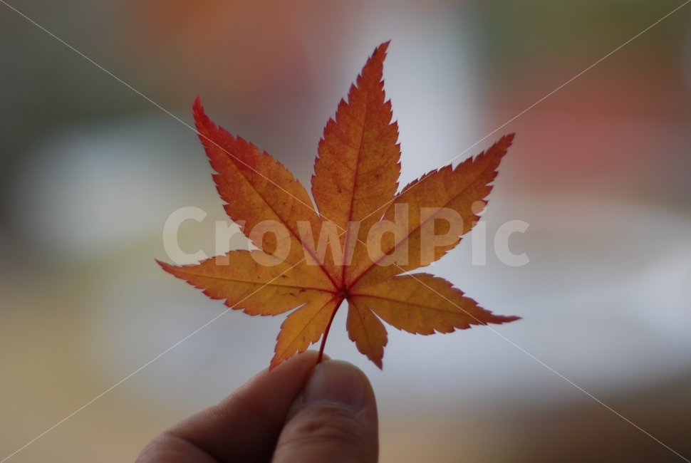 노란단풍잎,가을,가을감성,단풍잎,나뭇잎,노란색,가을,계절,fall,autumn,season,식물,자연,plants,nature,사람,인물,인간,human,person,leaf,잎,plant,tree,나무