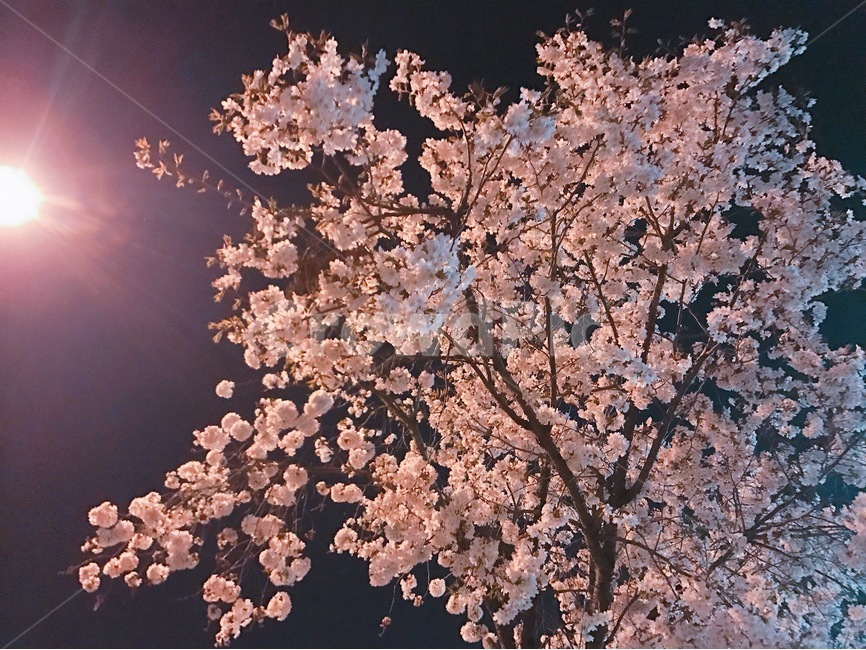 봄,벚꽃,밤,밤하늘,꽃,나무,벚꽃나무,향기,봄,계절,spring,season,야경,밤,풍경,nightscape,night,landscape,식물,자연,plants,nature,꽃,flower,나무,trees,wood,plant,blossom