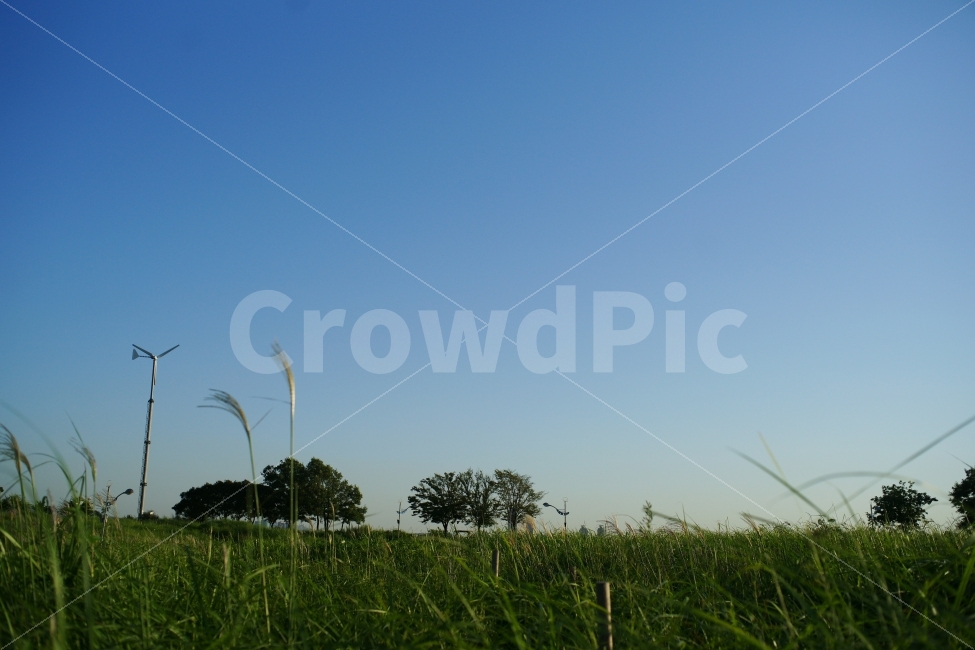 풀밭,하늘공원,푸른하늘,산책,GREEN,BLUESKY,자연,풍경,nature,landscape,한국자연풍경,한국자연경관,korea nature landscape,grass,잔디,plant,식물,lawn