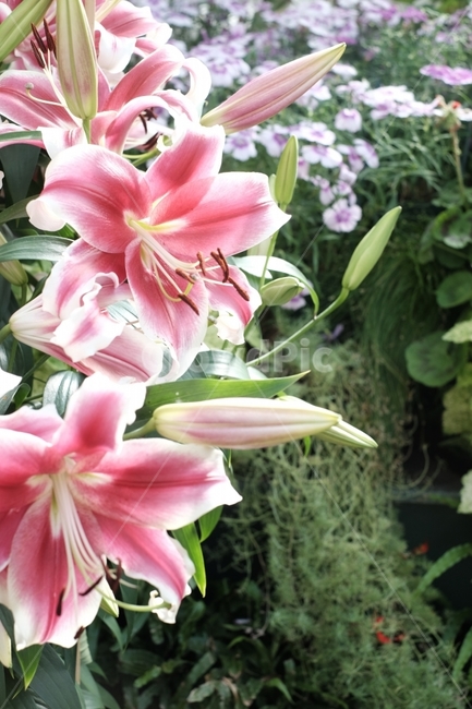 꽃,백합,백합꽃,lily,식물,꽃밭,분홍,분홍색,핑크,핑크색,화려함,식물,자연,plants,nature,꽃,flower