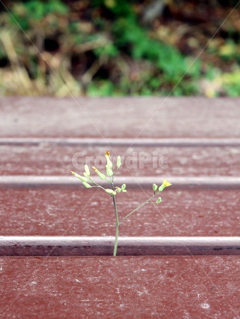 벤치,식물,꽃,생명,새싹,감성,생명력,어린잎,잎,식물,자연,plants,nature