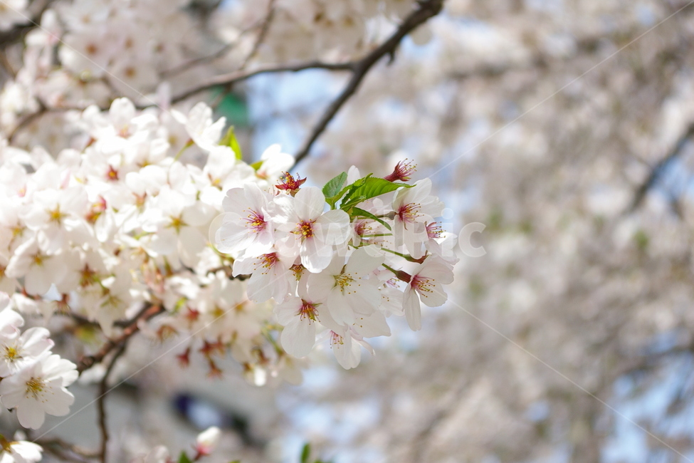 벚꽃,화이트,white,flower,CherryBlossom,cherry,sakura,꽃,봄,계절,spring,season,식물,자연,plants,nature,꽃,flower,plant,blossom