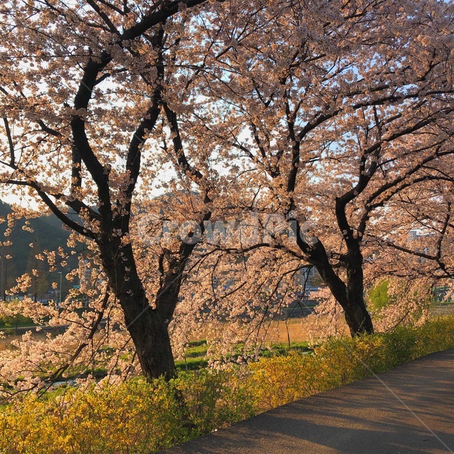 벚꽃,개나리,꽃나무,tree,flower