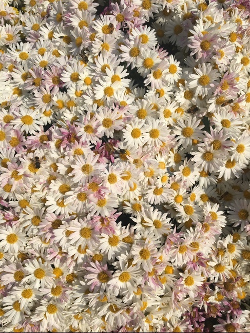 꽃,봄,자연,spring,들꽃,식물,flower,봄꽃,봄,계절,spring,season,식물,자연,plants,nature,꽃,flower,plant,daisy,데이지,daisies,blossom