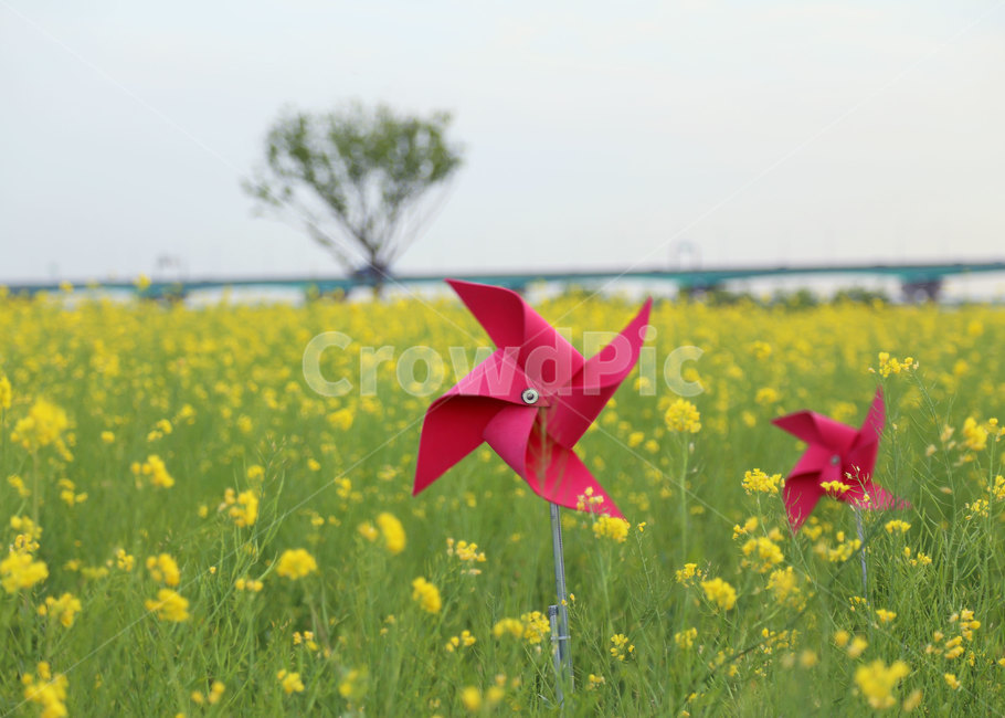봄,유채꽃,바람개비,꽃밭,꽃,유채,field,들,nature,자연