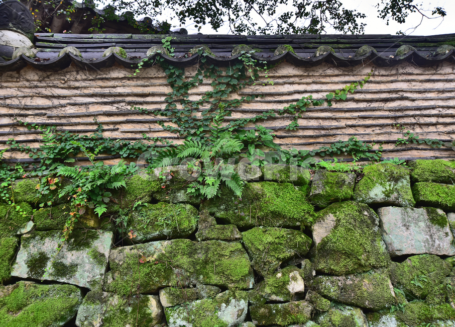선암사,이끼,그린,식물,plant,moss,lichen,자연,네추럴,natural,green,old,wall,벽,오래된,흔적,세월,기와지붕,돌담,담장,담벼락,방어,건축물,식물,자연,plants,nature