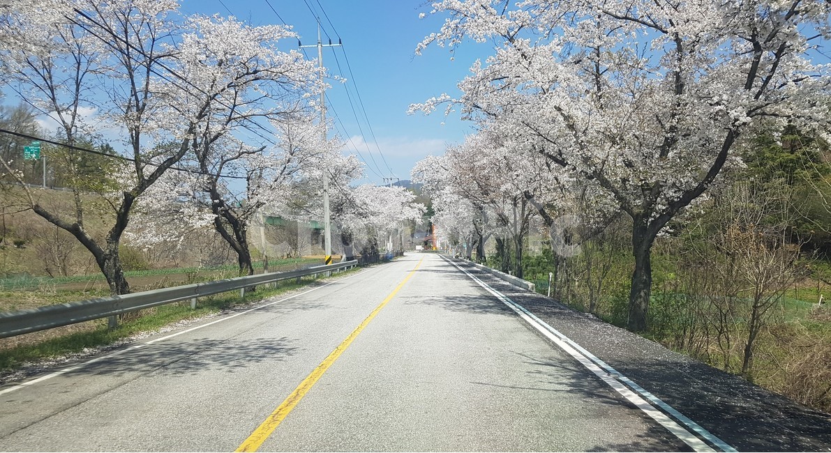 벚꽃,벚꽃길,하늘,봄,찾길