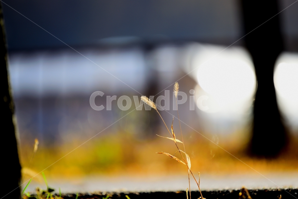 가을,희망,햇빛,강아지풀,고독,가을,계절,fall,autumn,season,식물,자연,plants,nature,grass,잔디,plant,flare,플레어,light,빛