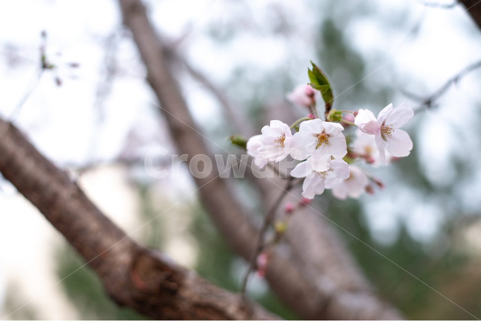 벚꽃,cherryblossom,봄,spring,꽃,flower,자연,nature,식물,plant,봄,계절,spring,season,식물,자연,plants,nature,꽃,flower