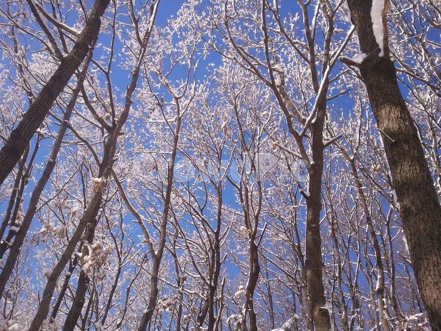 겨울,눈,화이트,눈꽃,아름다움,겨울,계절,winter,season,자연,풍경,nature,landscape