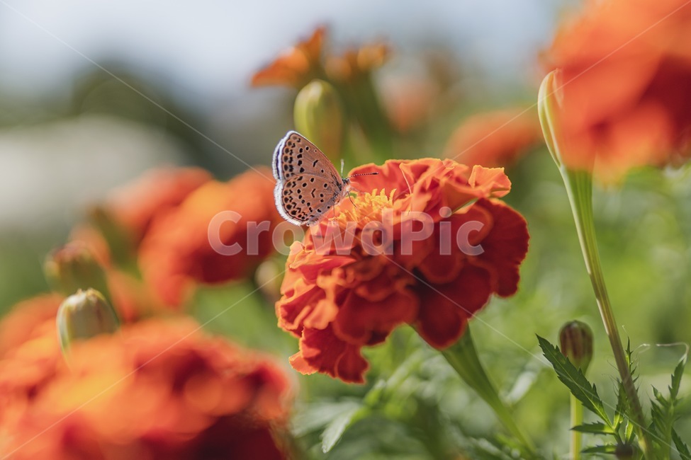 plant,식물,꽃,나비,butterfly,접사,pollen,flower,동물,insect,곤충,아웃포커싱,macro,식물,자연,plants,nature,꽃,flower