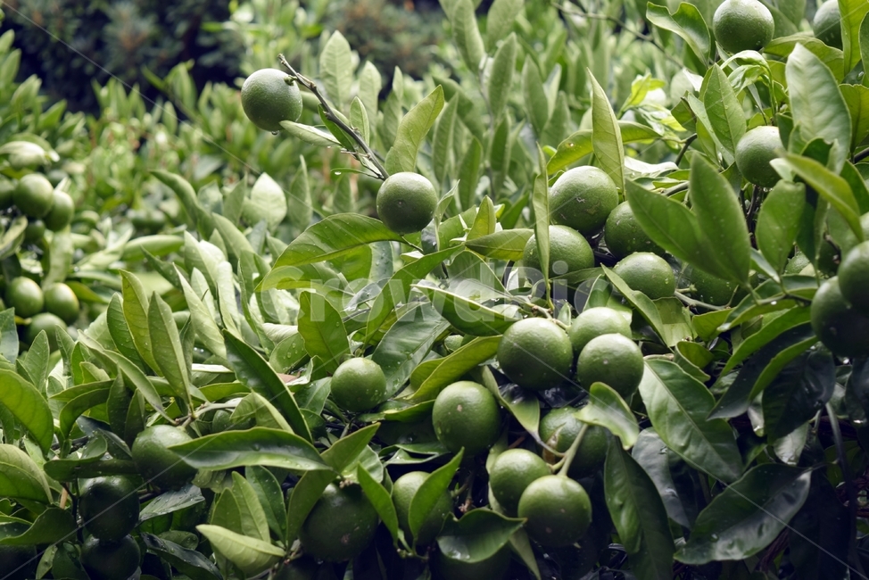 plant,식물,오렌지,귤,안익음,초록