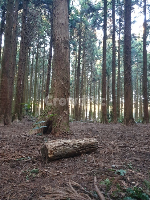 통나무,숲,풍경,사려니숲,비자림,log,wood,forest,tree