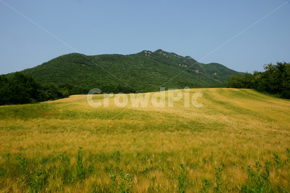 보리밭,풍경,논산,계룡산,가을,봄,계절,spring,season,자연,풍경,nature,landscape,outdoors,옥외,hill,언덕,field,들,grassland,목초지