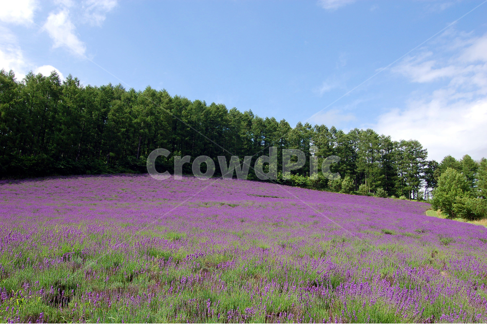 forest,japan,nature,tree,flower garden,Hokkaido,furano,herbal scent,flower,Herb,horticulture,plant,lavender flower,sight,purple,Laveder field,lavender,Lavender flower field