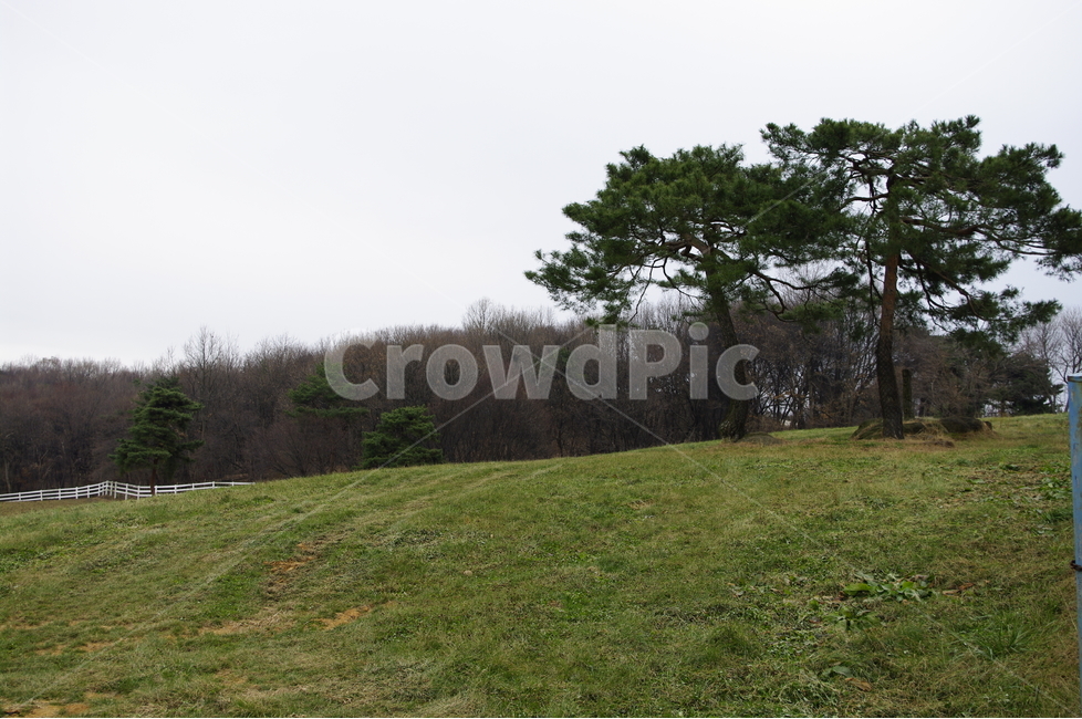 목장,나무,풍경,언덕,초원,자연,풍경,nature,landscape,식물,plants,나무,trees,wood,outdoors,옥외,grassland,목초지,field,들,plant,grass,잔디