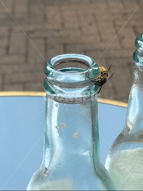 꿀벌,음료수,달콤함,휴식,bee,drink,동물,animal,곤충,벌레,insect,bug