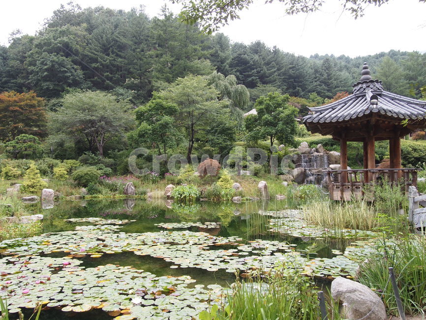 정자,연못,숲,나무,자연,풍경,연꽃,한국자연풍경,한국자연경관,korea nature landscape