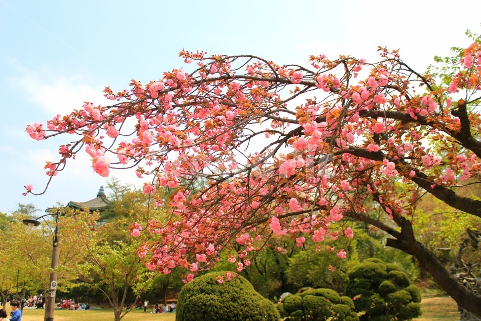 봄,겹벚꽃,벚꽃,꽃,분홍,공원,핑크,나무,감성,힐링,풍경,자연,봄,계절,spring,season,자연,풍경,nature,landscape,plant,식물