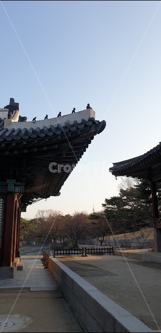 창경궁,한옥,한국전통,건축물,궁,한국적인,한국문화,koreantraditional,koreanculture,궁지붕