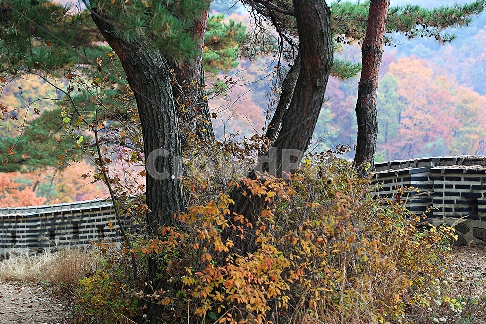 남한산성,성,성곽,단풍,낙엽,길,둘레길,숲,숲길,담,돌담,가을,자연,풍경,벽,울긋불긋,산성,식물,가을,계절,fall,autumn,season