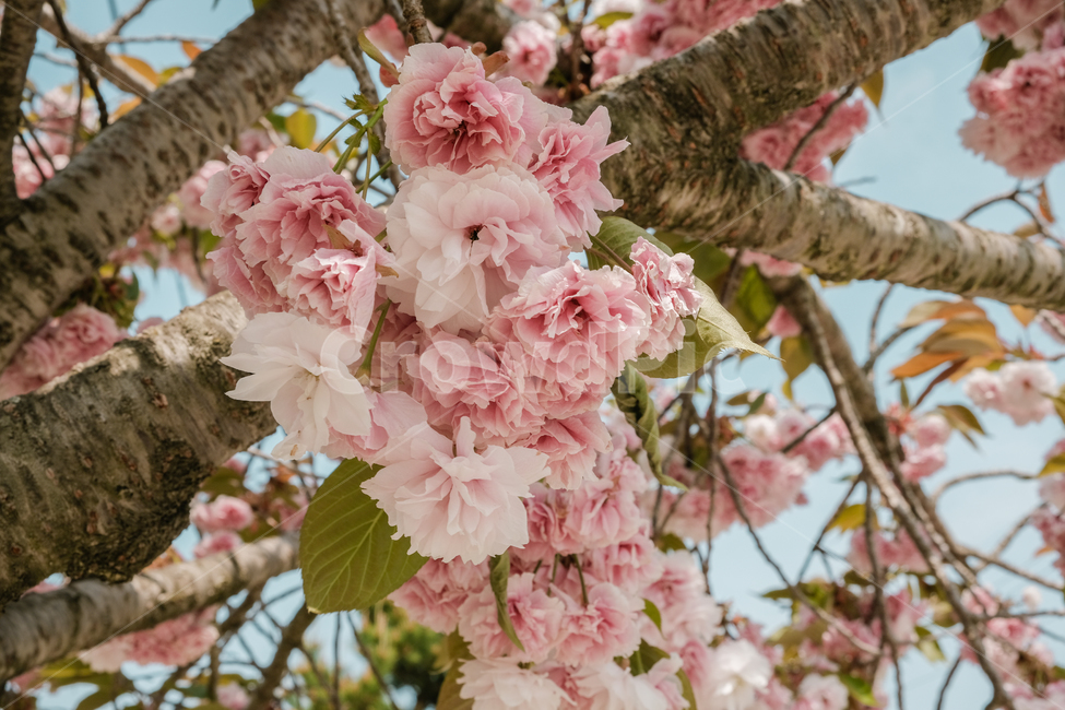 spring,spring flowers,Double cherry blossoms,season,Emotional photo