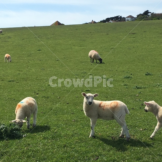 nature,자연,mammal,animal,동물,sheep,양,field,목초지,grassland,초원,동물,animal,포유류,mammal
